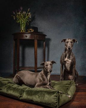 Sighthounds in style by Aisa Joosten