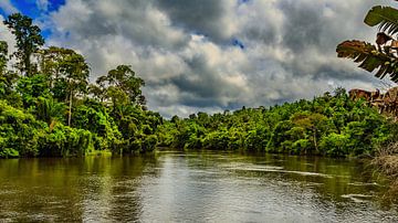 Suriname's jungle at Awaradam