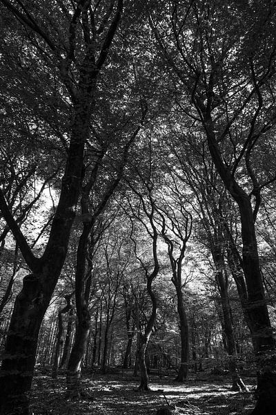 BNW Forest Trees Dark par Martijn Jebbink Photography