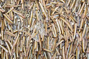 Razor shells on the beach