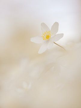 Wood anemone in cream by Erik Veldkamp