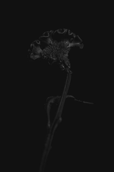 Celosia zwart van Carla Van Iersel
