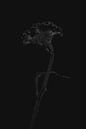 Celosia schwarz von Carla Van Iersel Miniaturansicht
