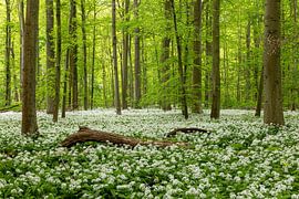 Waldbaden von Thomas Herzog