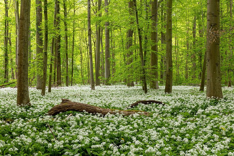 Waldbaden von Thomas Herzog
