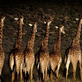 Giraffes on the move by Ronald Huijben
