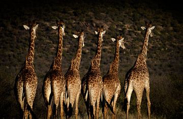Giraffen aan de wandel van Ronald Huijben