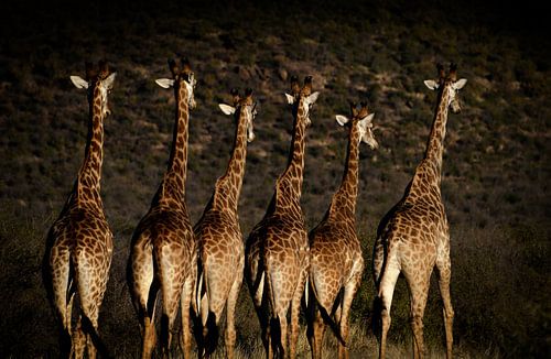 Giraffes on the move