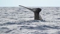 Whale tail