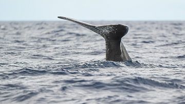 Queue de baleine sur Elbert-Jan Achterberg