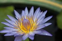Nénuphar violet et jaune