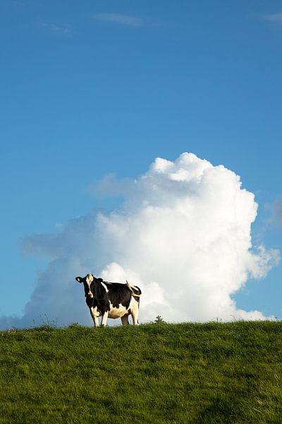 Zwartbonte koe op de dijk in de late middagzon van Jani Moerlands