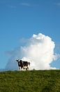 Zwartbonte koe op de dijk in de late middagzon van Jani Moerlands thumbnail