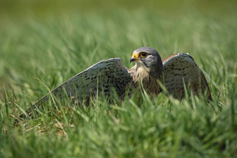 Turmfalke (Falco tinnunculus) von Ronald Pol