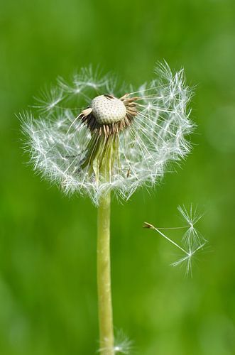 Paardenbloem