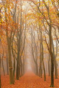 Path through a foggy Beech tree landscape during a beautiful fal