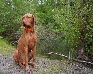 Am Waldweg mit einem braunen Magyar Vizsla Drahthaar.