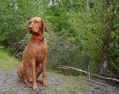 Op het bospad met een bruine Magyar Vizsla draadhaar.