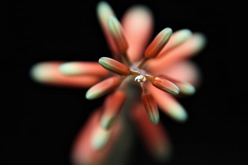 Fat plant flower