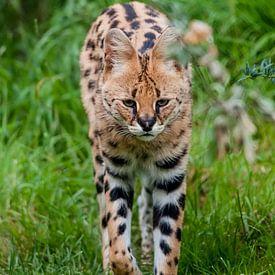 Serval : Zoo de Blijdorp sur Loek Lobel