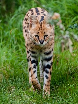 Serval : Diergaarde Blijdorp van Loek Lobel