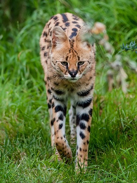 Serval : Tierpark Blijdorp von Loek Lobel