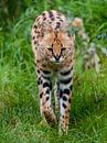 Serval : Tierpark Blijdorp von Loek Lobel Miniaturansicht