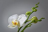 orchidée blanche par Dieter Beselt Aperçu