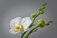 orchidée blanche