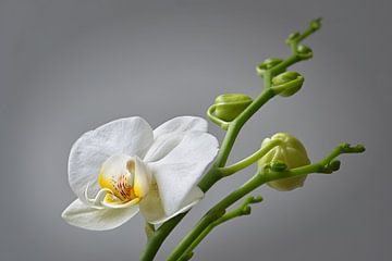 witte orchidee van Dieter Beselt