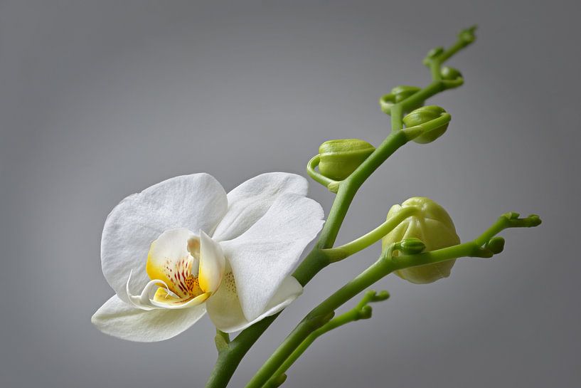 orchidée blanche par Dieter Beselt