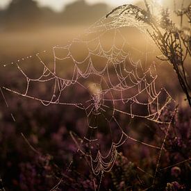 Damp spiderweb by sunrise  von Frank Hoekzema