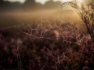 Damp spiderweb by sunrise  sur Frank Hoekzema