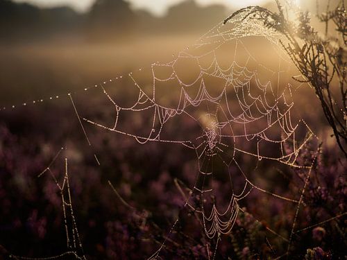 Vochtig spinnenweb tegen zonlicht