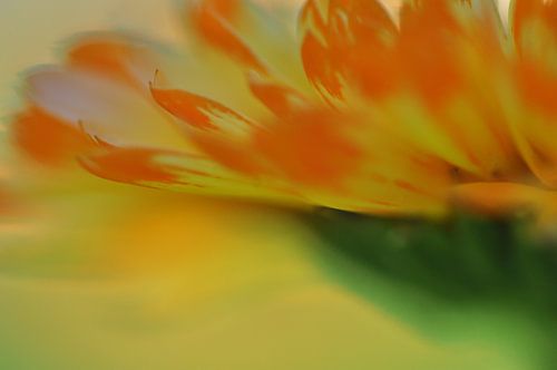 Warm oranje IV van Bianca Dekkers-van Uden