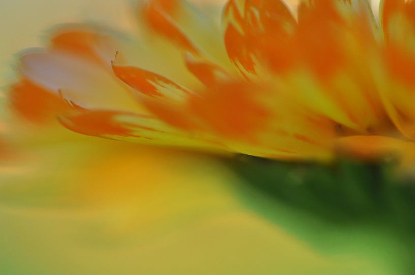 Orange chaud IV par Bianca Dekkers-van Uden
