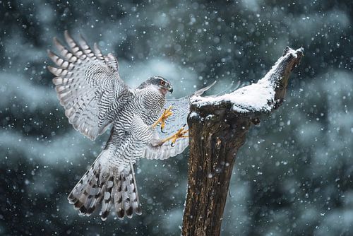 Liberté et pouvoir Le faucon atterrit dans la neige sur Ruben Van Dijk