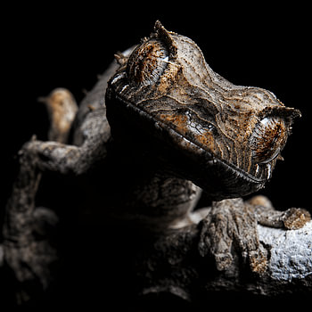 Madagascar Gecko