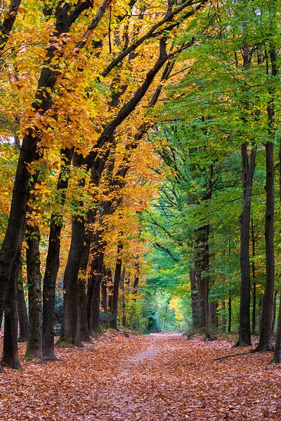 L'automne dans la réserve naturelle De Sysselt, Ede par Nander Speerstra