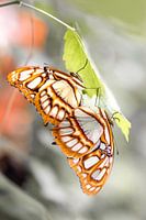 Schmetterlingstanz der Liebe