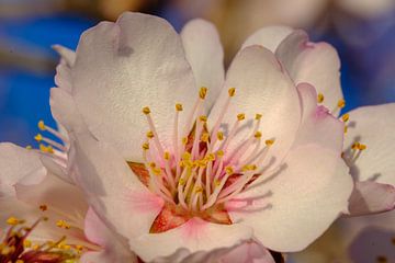 close up blossom