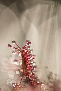 sundew against an abstract background