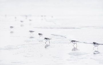 Groep sanderlingen op het strand van Chihong