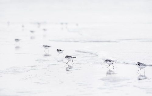 Gruppe von Schleifer am Strand