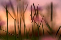 Liggen in het gras op een mooie zomeravond