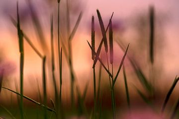 Liggen in het gras op een mooie zomeravond van Peter Smeekens