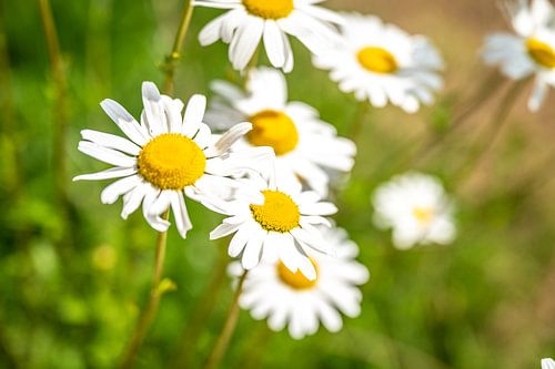 Des fleurs éclatantes en été