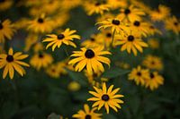 yellow flowers, background