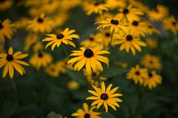 gele bloemen van harm Henstra