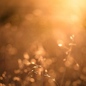 Image atmosphérique d'herbes dans un champ avec contre-jour sur Melissa Peltenburg